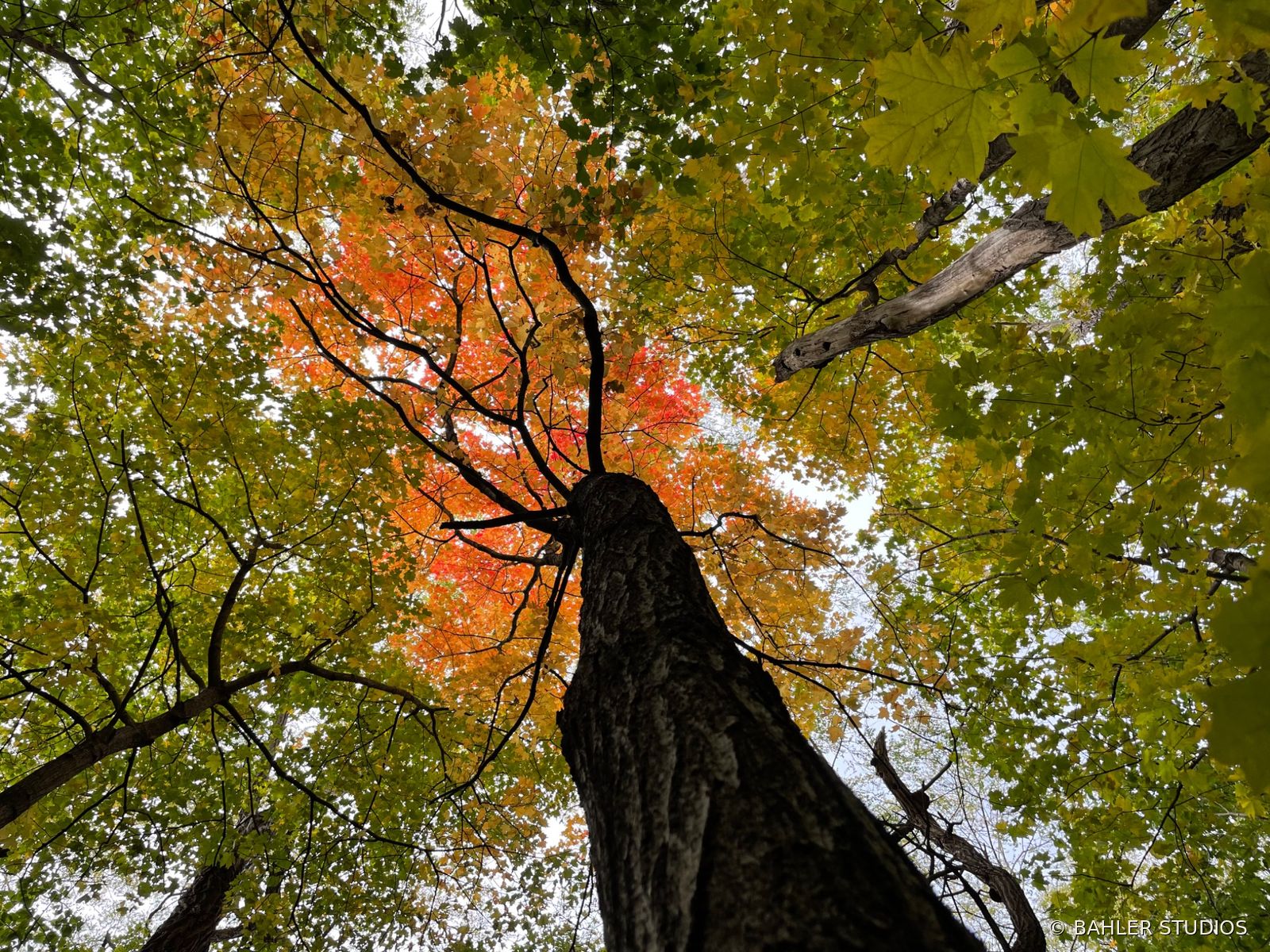 Looking upward through an autumn tree canopy