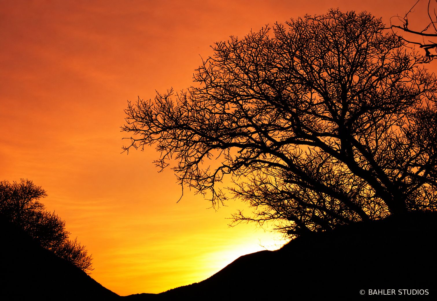Tree silhouette against a vivid orange sunset